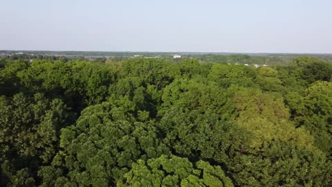 Neighbor Forest from a Drone