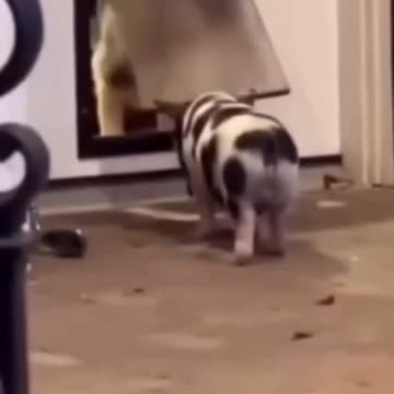 Dog teaching a tiny piglet how to use the door.. 😊
