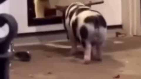 Dog teaching a tiny piglet how to use the door.. 😊