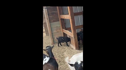 Bella and Her Babies