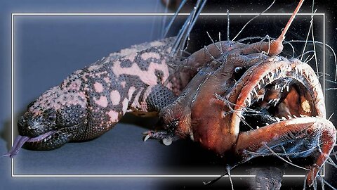 Trump Promotes Poisonous Gila Monster & Anglerfish Toxin In Press Conference
