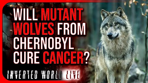 Will Mutant Wolves From Chernobyl Cure Cancer?