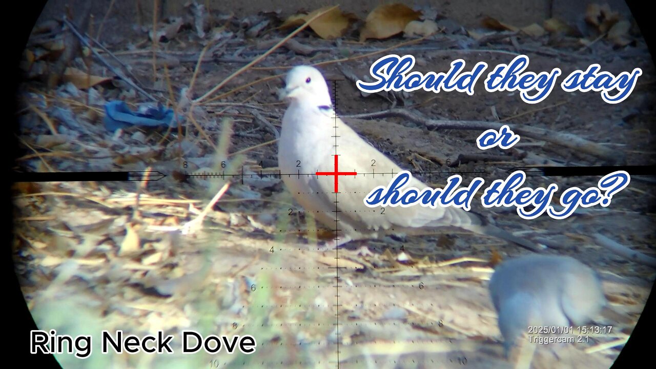 Volume 1 - Invasive Eurasian Doves - Shooting Compellation!