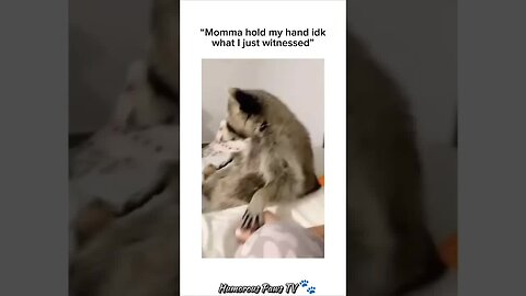 Funny animals 2024😂- Funniest Cats and Dogs Video😹🐶 #40