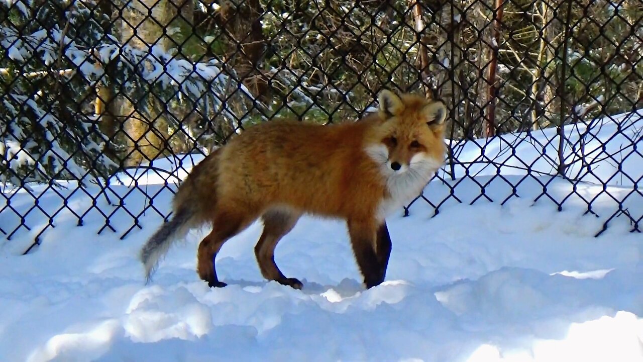 Blind Red Fox