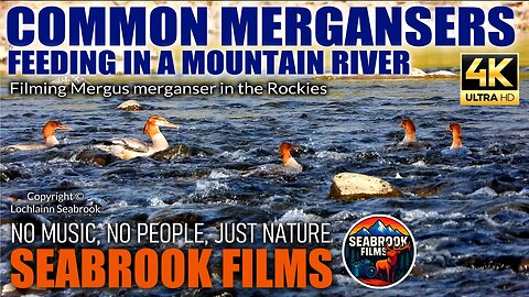 Common Mergansers Feeding in a Mountain River: Filming Mergus merganser in the Rockies