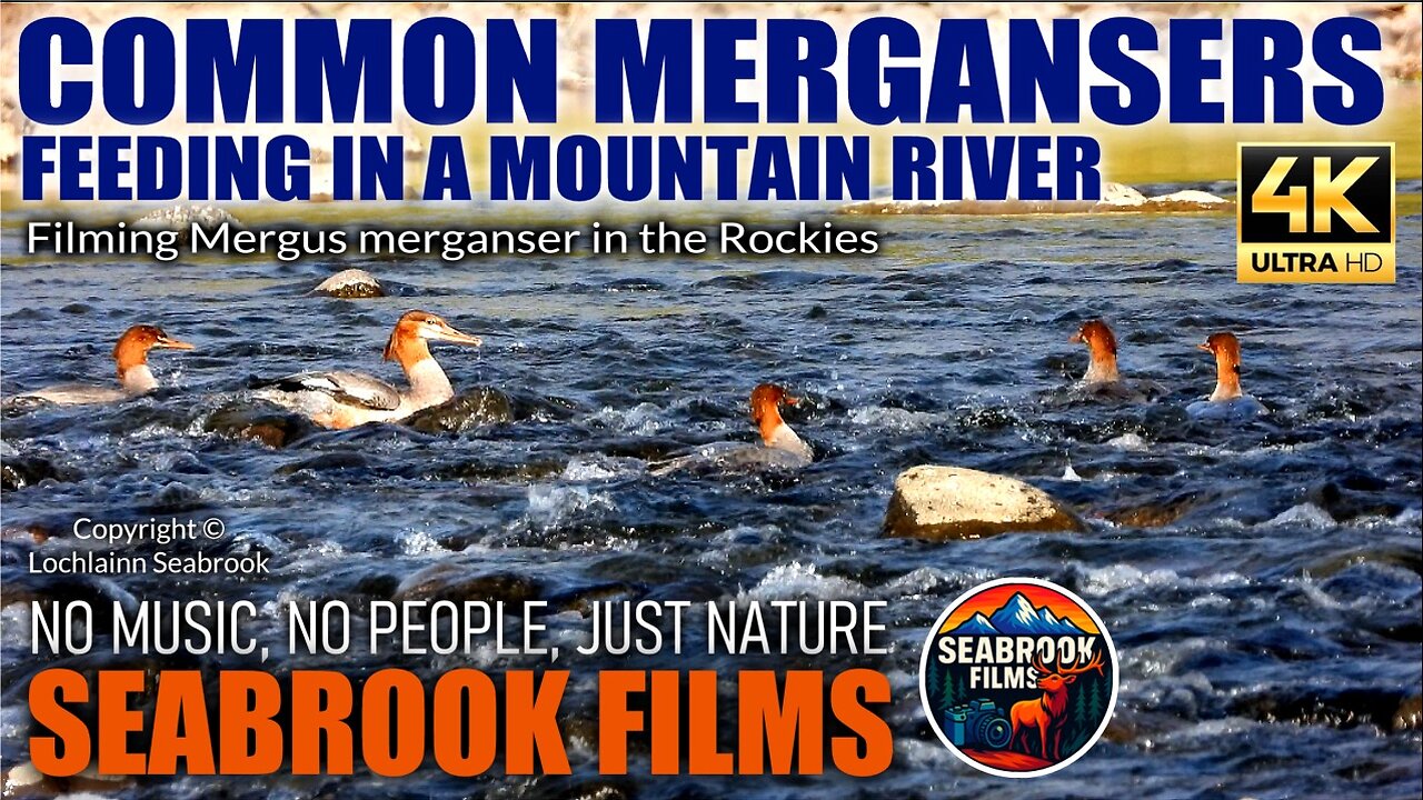 Common Mergansers Feeding in a Mountain River: Filming Mergus merganser in the Rockies