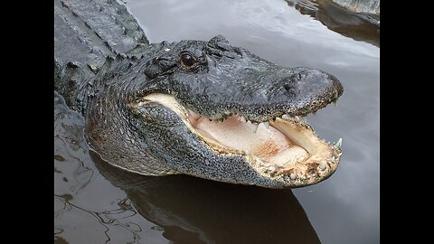 Alligators