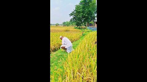 "funny"|crazy|comedy video