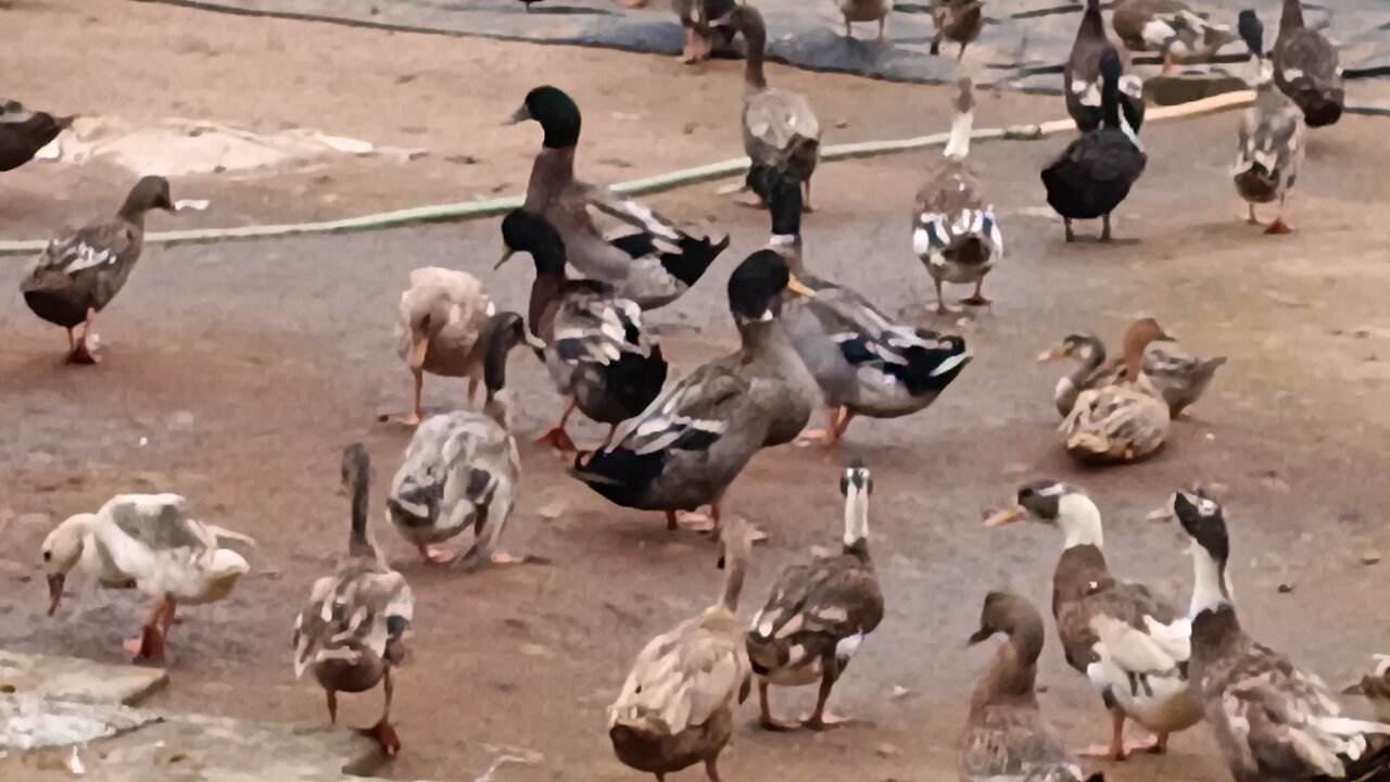 Gathering For mating mood- duck
