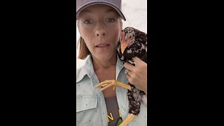 How we healed our chicken’s broken leg