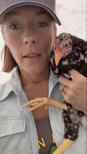 How we healed our chicken’s broken leg