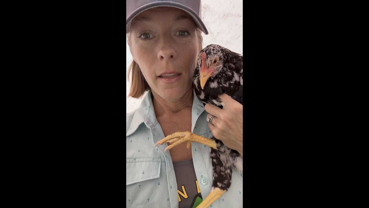 How we healed our chicken’s broken leg