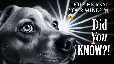 Why Do Some Dogs Seem to Understand Everything We Say?