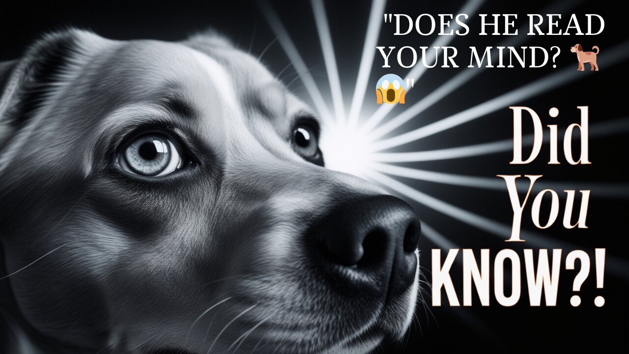 Why Do Some Dogs Seem to Understand Everything We Say?