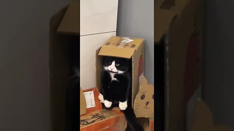 Funny Moments Full of Animals: It's Time to Laugh!