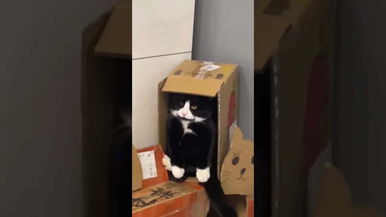 Funny Moments Full of Animals: It's Time to Laugh!