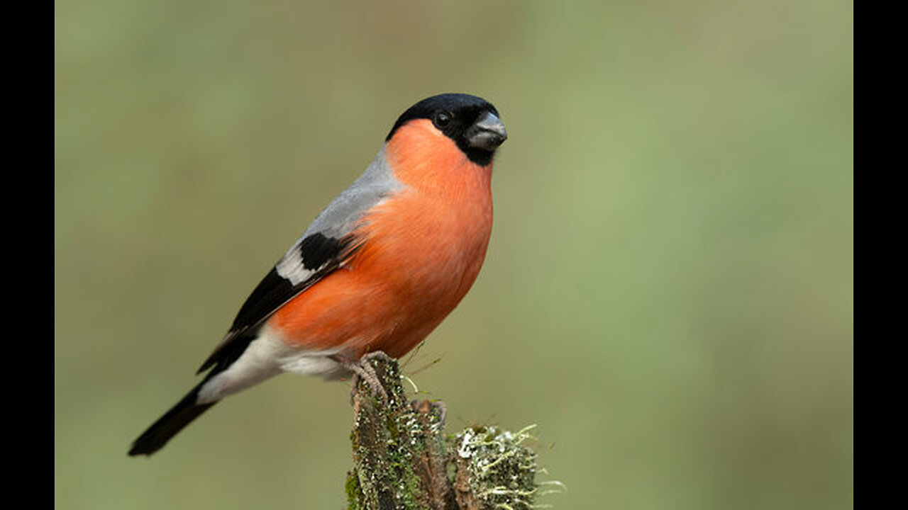 Bullfinch Trinidad & Tobago "Sweet Roll"