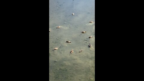Mallard Ducks 🦆 #mallardducks #ducks #shorts #viral #followme #duck