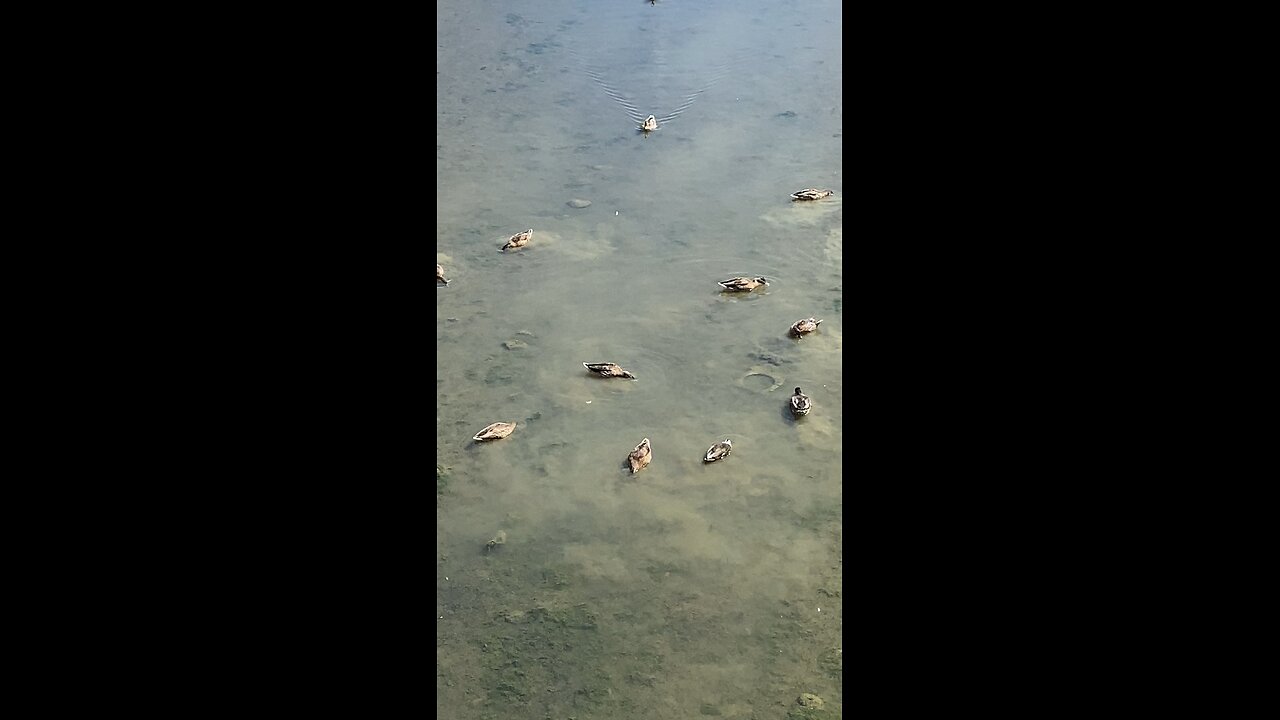 Mallard Ducks 🦆 #mallardducks #ducks #shorts #viral #followme #duck