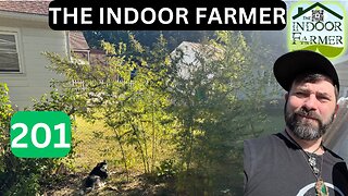 The Indoor Farmer ep 201, Broccoli, Radish, Kohlrabi, Mint, Cannabis, Peppers, Beets, & a more