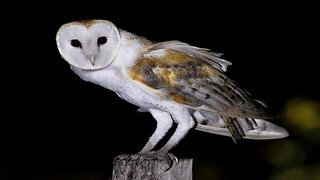[May 3, 2024] Flat Earth Night Owl 9 with David Weiss [Arwijn]