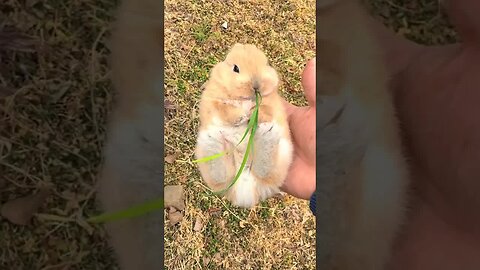 There is a little rabbit in the tree hole. Cute pet debut plan. Rabbit. Pastoral cute pet