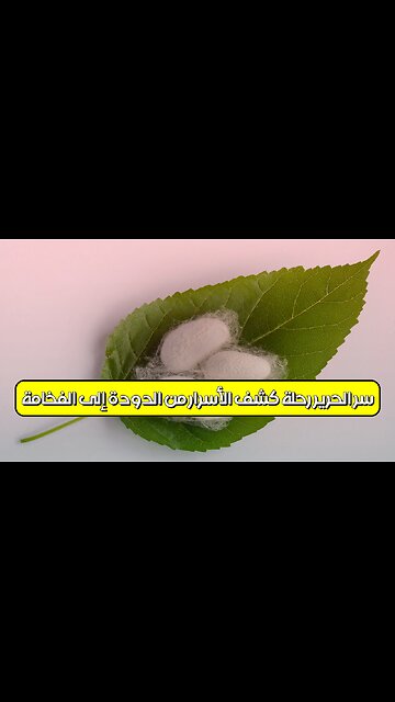 سرّ الحرير: رحلة كشف الأسرار من الدودة إلى الفخامة #حرير #صناعة #تاريخ