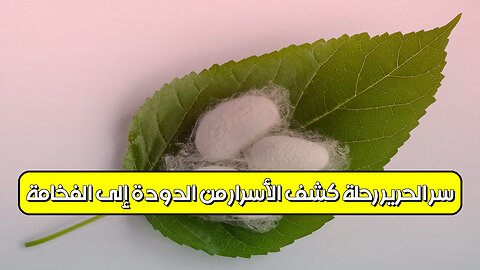 سرّ الحرير: رحلة كشف الأسرار من الدودة إلى الفخامة #حرير #صناعة #تاريخ