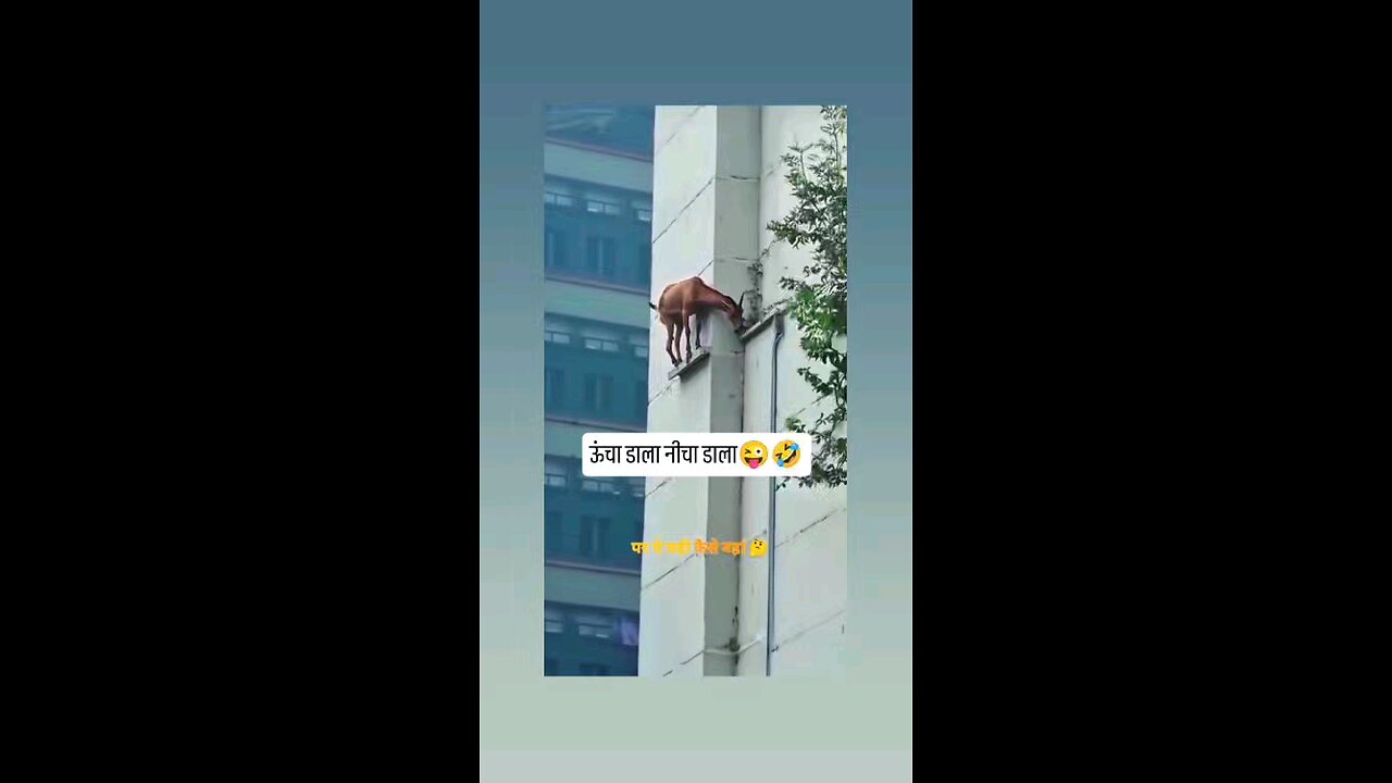 ऊंचा डाला नीचा डाला