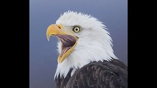 EP233 The Patriot Pulse Podcast