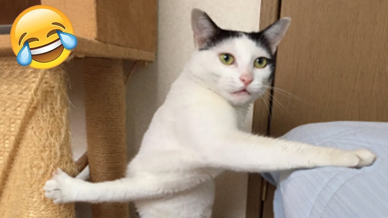 Laugh-Out-Loud Cats & Dogs 🐶🐱 | Funniest Pet Fails & Hilarious Moments