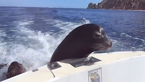feed sea lion