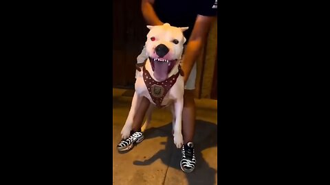 American bully aggressive mode //#shots #americanbully #trending #ytshorts #video