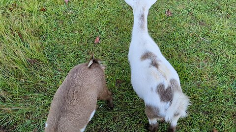 Mocha and Latte