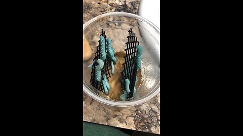 Hornworms