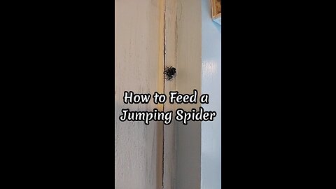 How to Feed a Jumping Spider