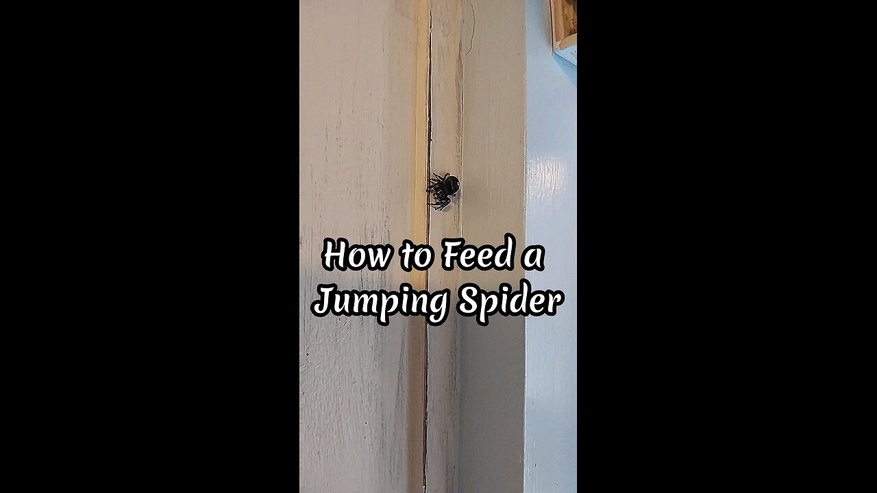 How to Feed a Jumping Spider