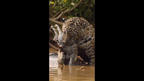 Lion vs. Alligator: Apex Predator Showdown!