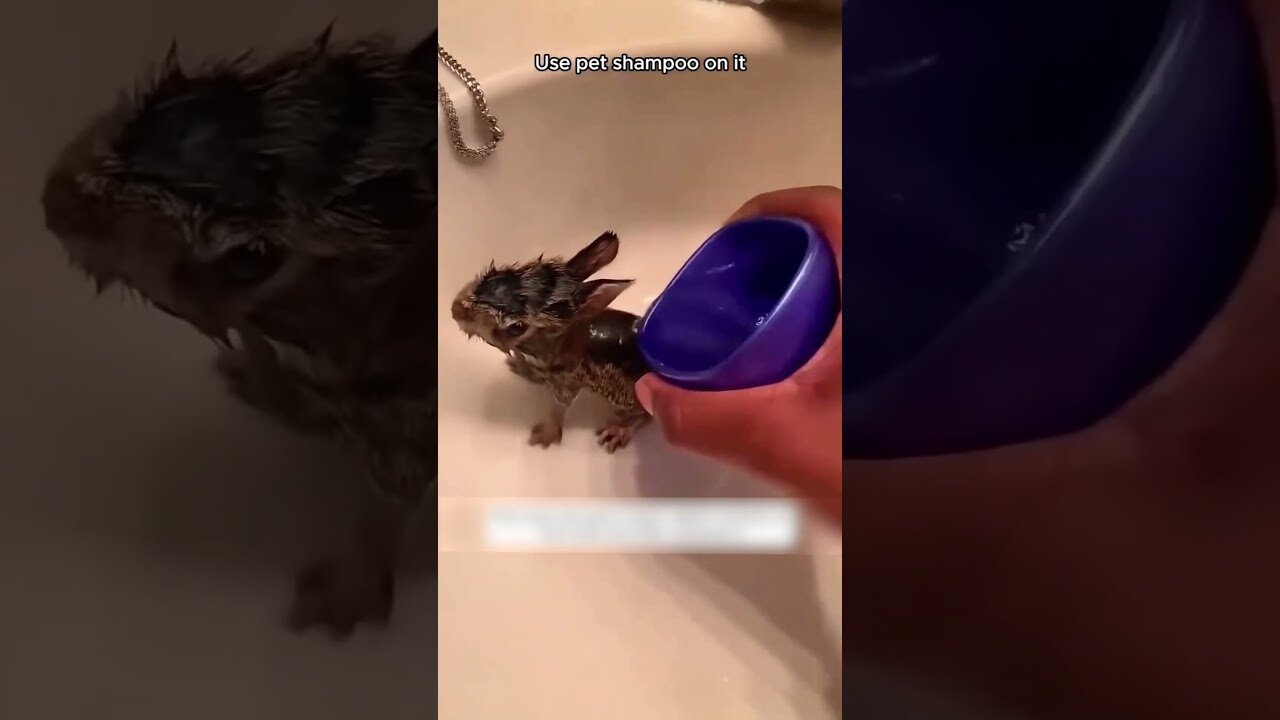 The bunny was on the road and the guy saved his life