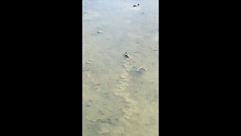 Mallard Ducks 🦆 #mallardducks #duck #ducks #followme #trending #shorts #viral