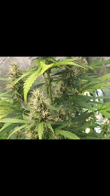 Gorilla Cookies auyo week8 day 4