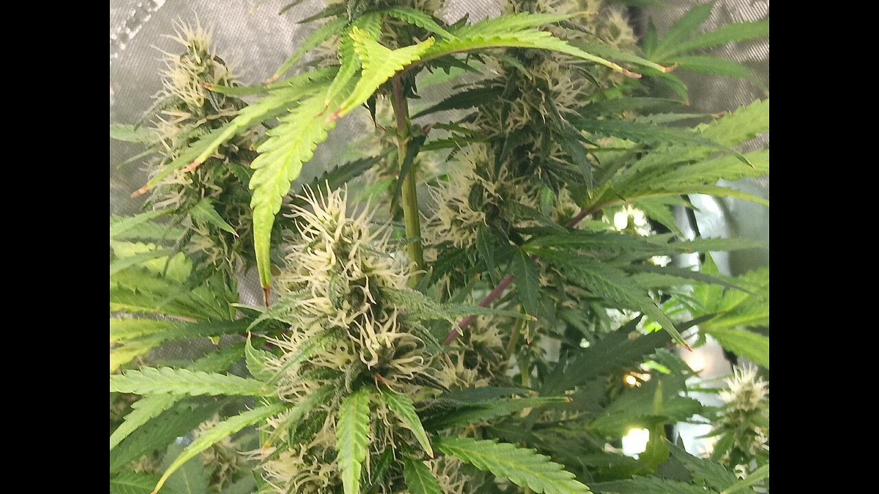 Gorilla Cookies auyo week8 day 4