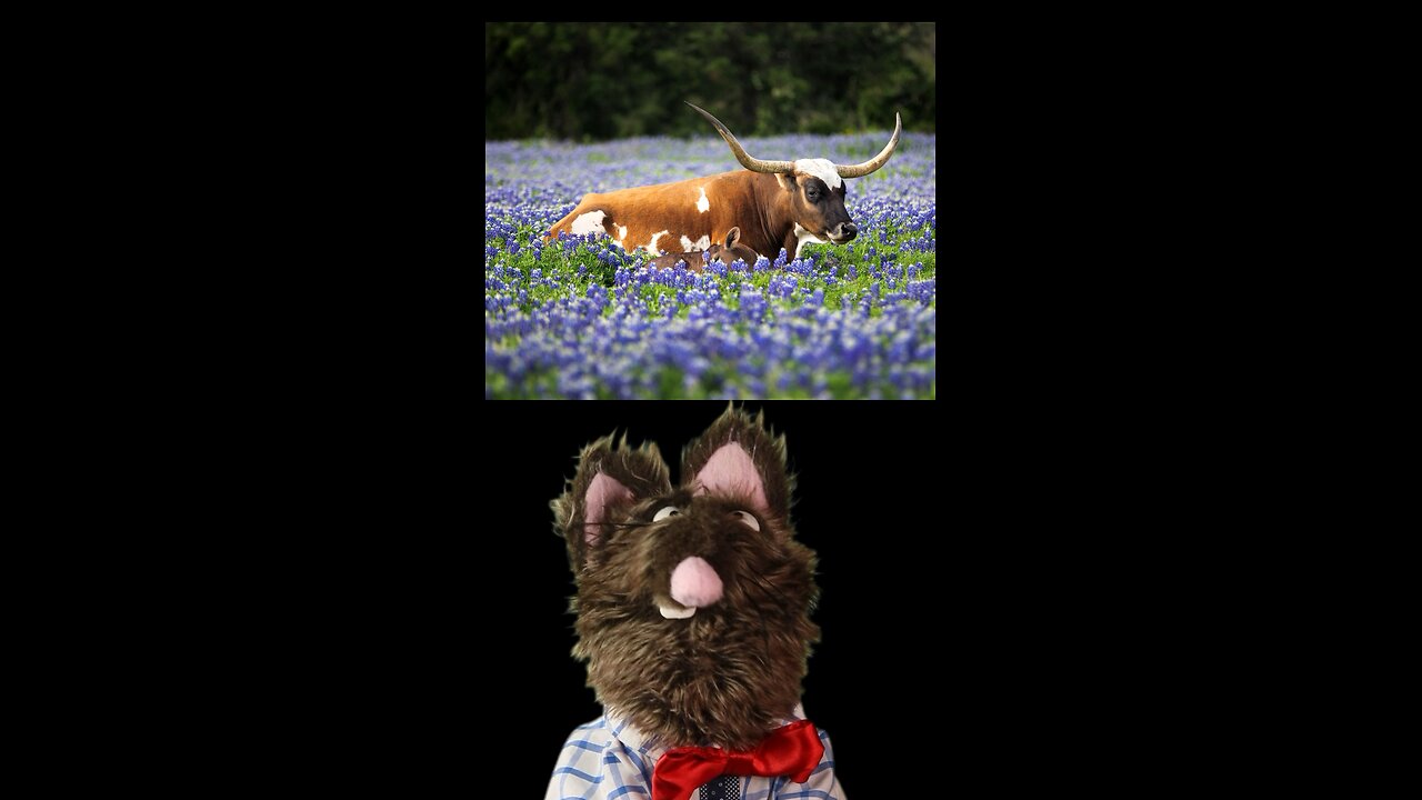 Texas blue bonnet season