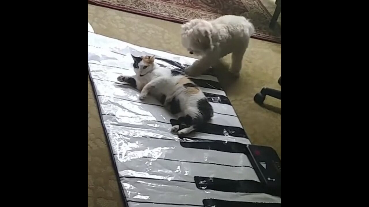 Piano Pup