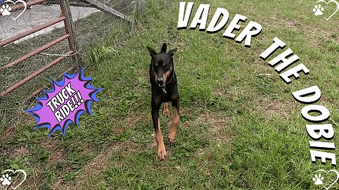 Doberman Ride & Rain Dash: Spoiled Truck Life to Backyard Storm Watch 🌧🐾 | Part 2