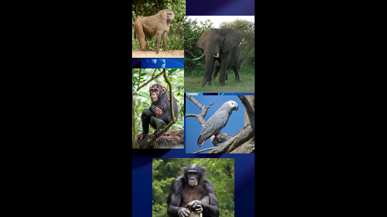 The Smartest Animals in Africa