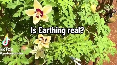 "Unlock Wellness: Engaging Video Compilation on Earthing and Grounding Techniques"