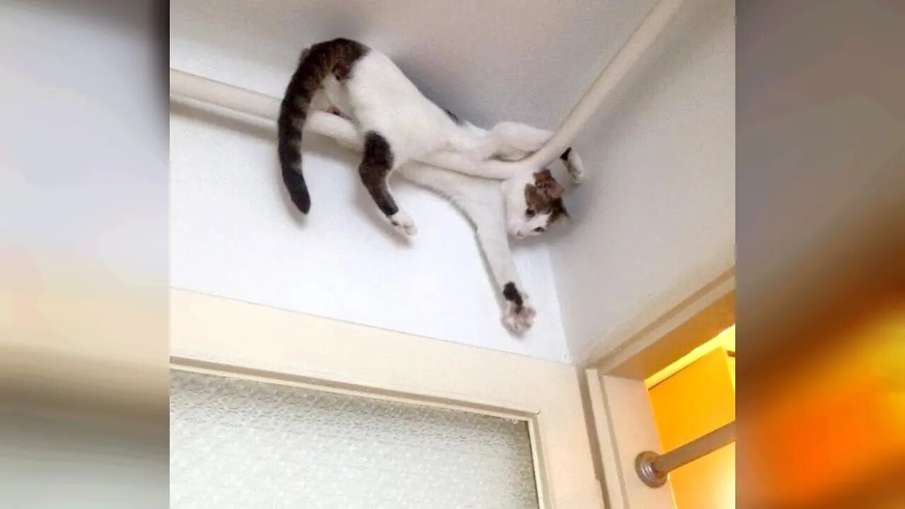 CATS & DOGS are here to make you FORGET ALL PROBLEMS and JUST LAUGH