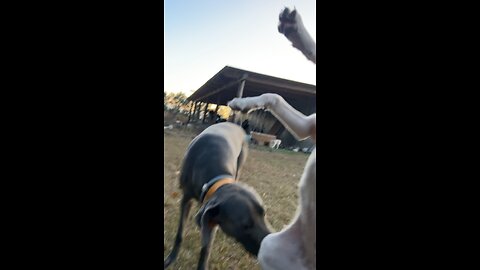 We let those Hotrod puppies out to play.